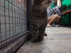 -猫咪博物馆(顶澳仔猫街店)