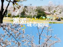 -羊山湖公园
