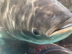 -魏铭鱼头捞饭(晋阳路店)