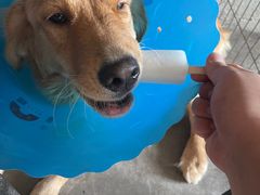 -伟伟宠物医院·CT影像中心·瑞派犬猫综合性门诊(汉口总院)