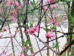 -重庆彩云湖湿地公园