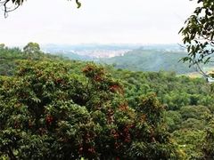 -大岭山烧鹅基