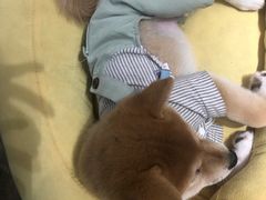 -逗柴咖啡屋·狗咖猫咖宠物桌游
