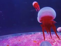 -欢乐海岸海洋奇梦馆