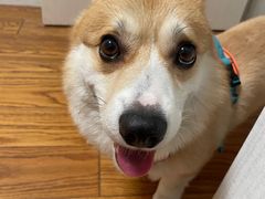 -派特宠物医院(圆融广场店)