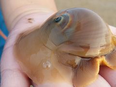 -北戴河东海水浴场