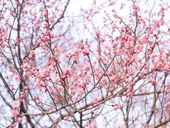 -梅花山(明孝陵内)