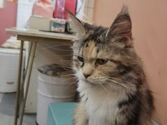 -Honey Bacca 哈尼芭卡高端萌宠(朝阳大悦城店)