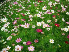 -艾溪湖湿地公园