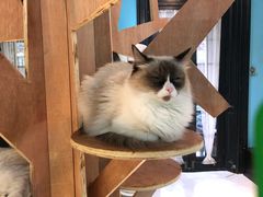 -猫色咖啡·猫咖
