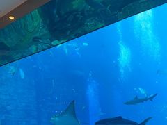 -亚特兰蒂斯•OSSIANO奥西亚诺海底餐厅