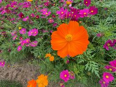 -春花秋色城市公园