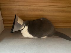 -御宝贝·A梦猫科宠物医院(国际猫友好医院)