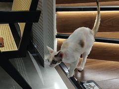 -琪喵猫屋·撸猫猫咖·猫舍