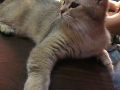 -猫色咖啡·猫咖