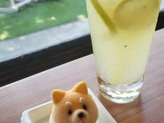 -柴犬高等学院·狗咖·柴犬售卖·宠物训练