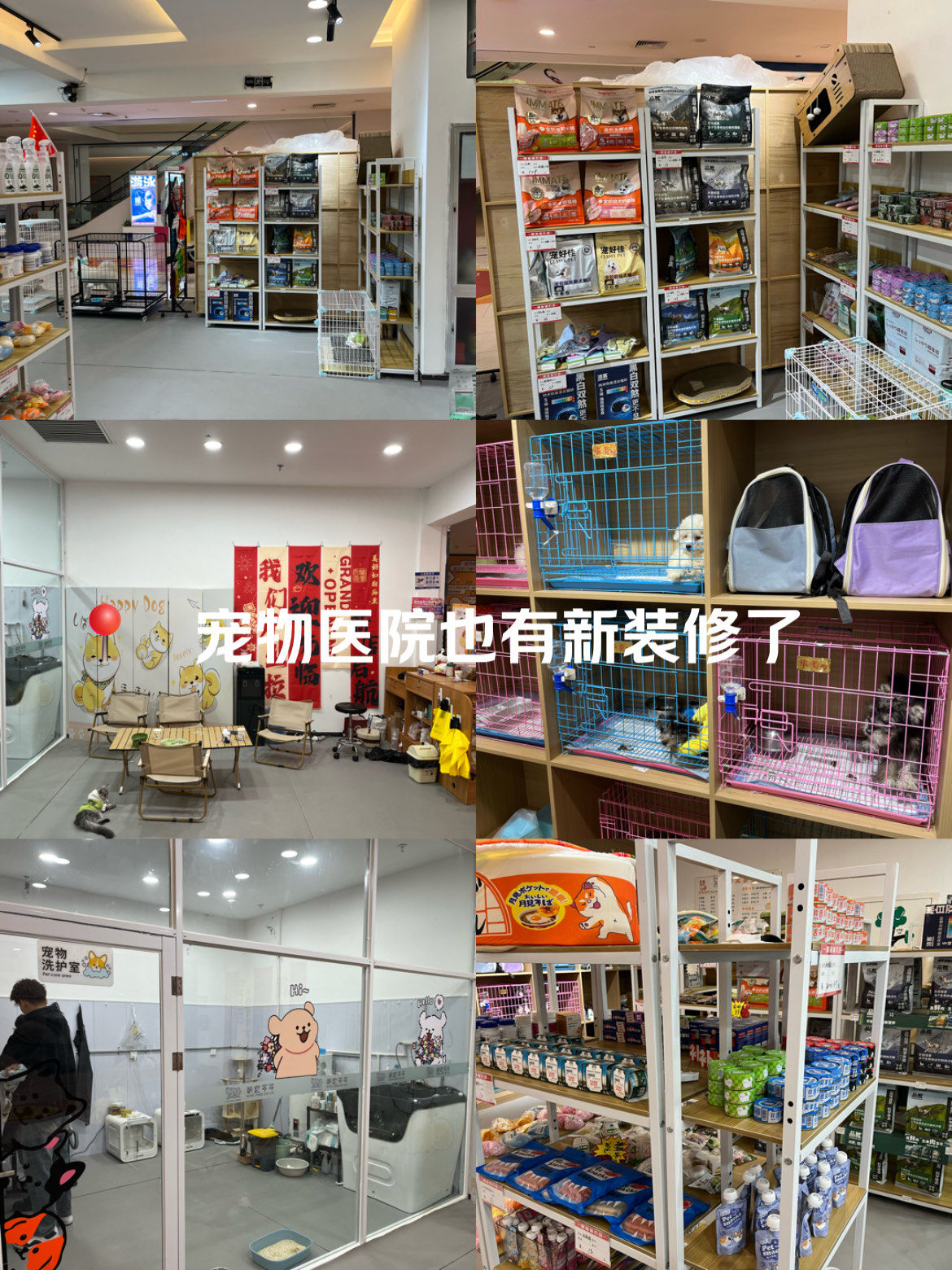 0元玩转这座城是一家宠物店,店里狗狗和猫猫差不多各一半,可以做动物