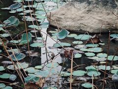 -映月湖公园