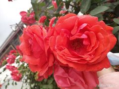 -北京龙庆四季香农家饭庄·灶台鱼·碳烤虹鳟鱼(龙庆峡店)