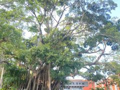 -鼓浪屿钢琴博物馆