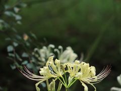 -杭州植物园