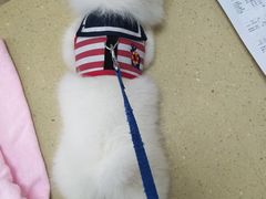 -瑞鹏宠物医院·骨科·猫科·内科(第一中心)