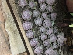 -陈记烧鹅茶餐厅(世和路店)