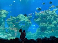 -芜湖新华联大白鲸海洋公园