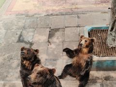 -西霞口神雕山野生动物世界