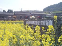 -桑洲油菜花景区