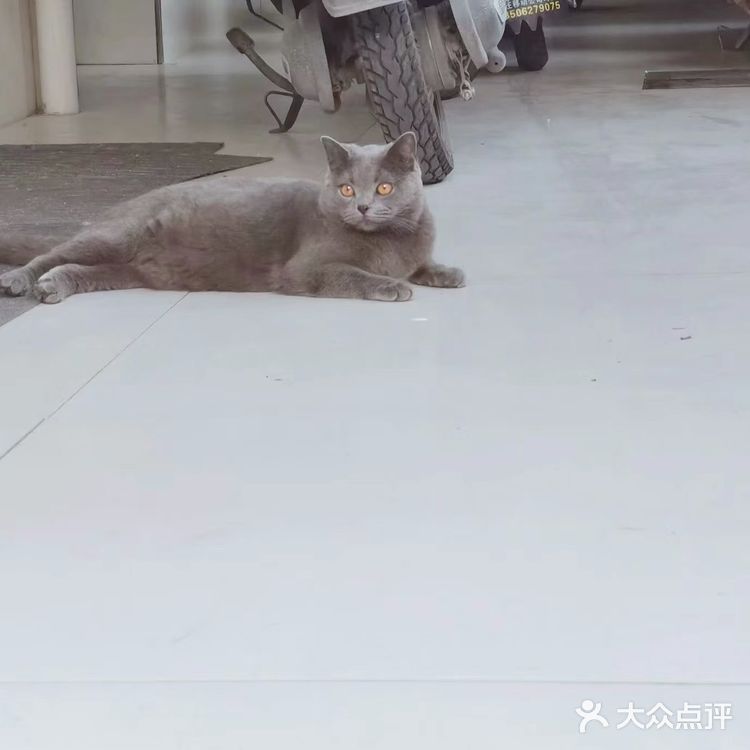 萌宠出道😷脱毛的肥肥