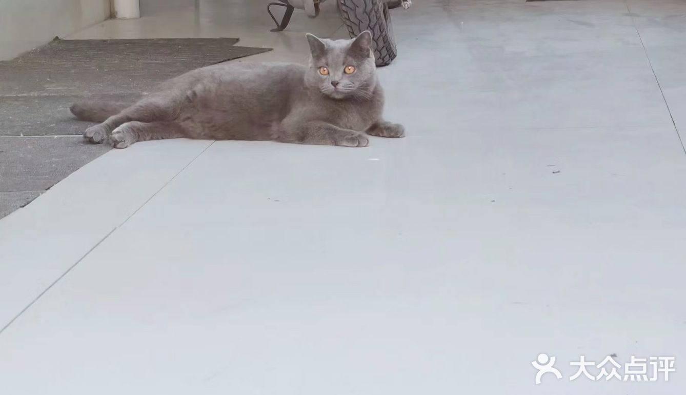 萌宠出道😷脱毛的肥肥