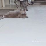 萌宠出道😷脱毛的肥肥