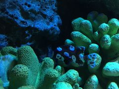 -暹罗海洋世界