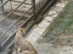 -深圳野生动物园