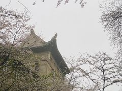 -武汉大学-樱园