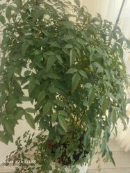 -HEYAN荷妍专业脱毛连锁机构