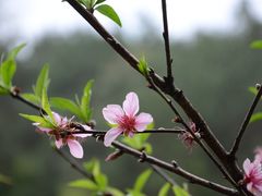 -桂林古东瀑布景区