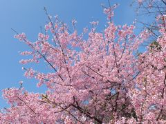 -顾村公园