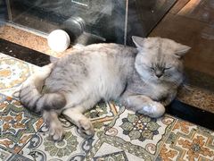 -more than meow吴止猫主题餐厅(承德 中船汇店)