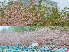 -武汉大学-樱园