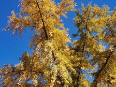 -三里屯东五街银杏大道