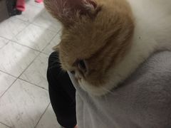 -瑞鹏宠物医院·骨科·猫科·内科(第一中心)
