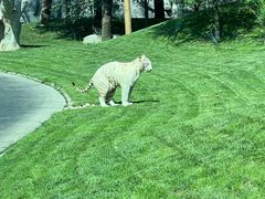 -北京野生动物园