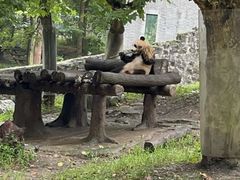 -都江堰中华大熊猫苑
