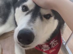 -Husky Go! 哈士奇体验馆·宠物咖啡厅狗咖
