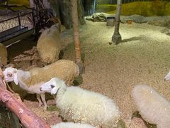 -正佳雨林生态植物园