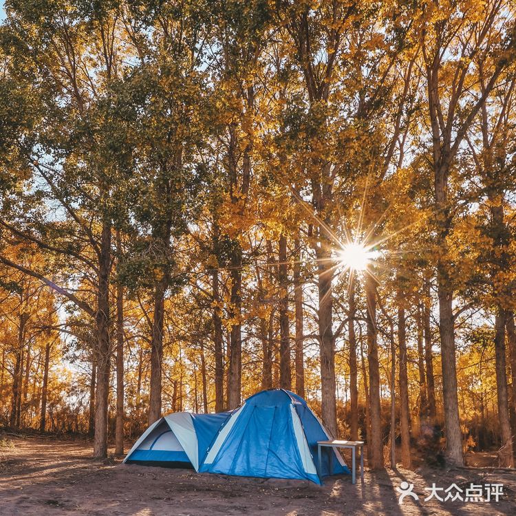 秋天必去的额济纳🍁每年国庆如期而至‼️