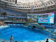 -海合安成都极地海洋公园
