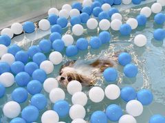 -BABYDOG宝贝狗宠物乐园(欧洲城店)